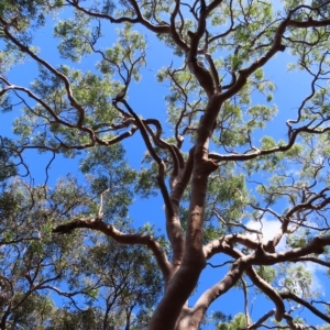 Angophora costata at Ku-ring-gai Chase National Park - 27 Apr 2023