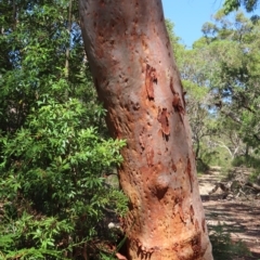 Angophora costata at Ku-ring-gai Chase National Park - 27 Apr 2023