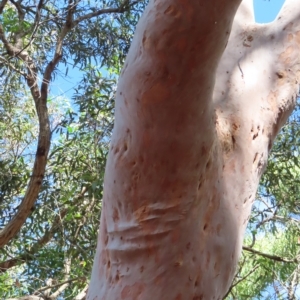 Angophora costata at Ku-ring-gai Chase National Park - 27 Apr 2023 11:55 AM