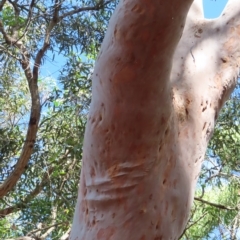 Angophora costata at Ku-Ring-Gai Chase, NSW - 27 Apr 2023