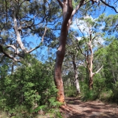 Angophora costata at Ku-Ring-Gai Chase, NSW - 27 Apr 2023
