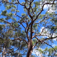 Angophora costata at Ku-Ring-Gai Chase, NSW - 27 Apr 2023