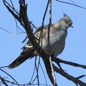 Ocyphaps lophotes at Mallacoota, VIC - 24 Apr 2023