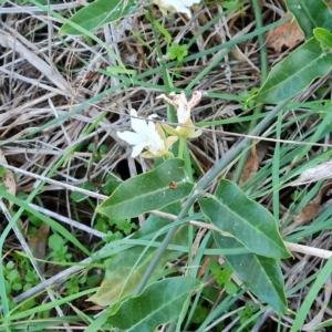 Araujia sericifera at Isaacs, ACT - 2 May 2023