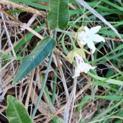 Araujia sericifera at Isaacs, ACT - 2 May 2023