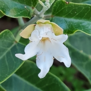 Araujia sericifera at Isaacs, ACT - 2 May 2023 04:47 PM