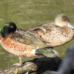 Anas castanea (Chestnut Teal) at Mallacoota, VIC - 24 Apr 2023 by GlossyGal