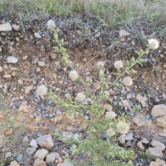 Dittrichia graveolens (Stinkwort) at Jerrabomberra, ACT - 2 May 2023 by Mike