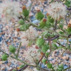 Dittrichia graveolens at Jerrabomberra, ACT - 2 May 2023