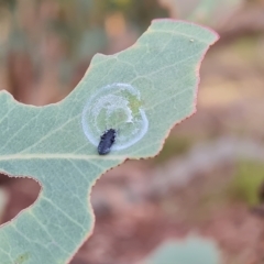 Unidentified Psyllid, lerp, aphid or whitefly (Hemiptera, several families) at Jerrabomberra, ACT - 2 May 2023 by Mike