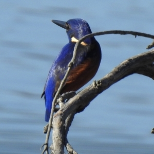 Ceyx azureus at Mallacoota, VIC - 24 Apr 2023