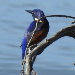Ceyx azureus (Azure Kingfisher) at Mallacoota, VIC - 24 Apr 2023 by GlossyGal
