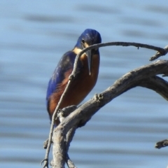 Ceyx azureus at Mallacoota, VIC - 24 Apr 2023