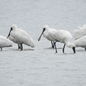 Platalea regia at Mallacoota, VIC - 28 Apr 2023