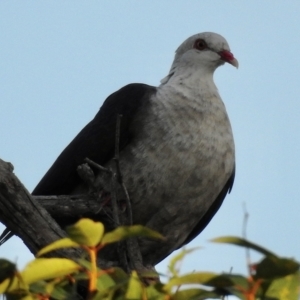 Columba leucomela at Mallacoota, VIC - 22 Apr 2023 05:56 PM