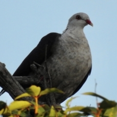 Columba leucomela (White-headed Pigeon) at Mallacoota, VIC - 22 Apr 2023 by GlossyGal