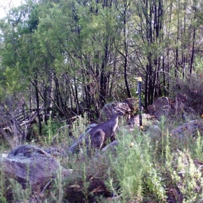 Macropus giganteus (Eastern Grey Kangaroo) at Kambah, ACT - 27 Mar 2022 by MountTaylorParkcareGroup