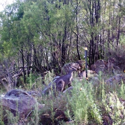Macropus giganteus (Eastern Grey Kangaroo) at Mount Taylor - 26 Mar 2022 by MountTaylorParkcareGroup