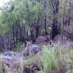 Macropus giganteus (Eastern Grey Kangaroo) at Mount Taylor - 26 Mar 2022 by MountTaylorParkcareGroup