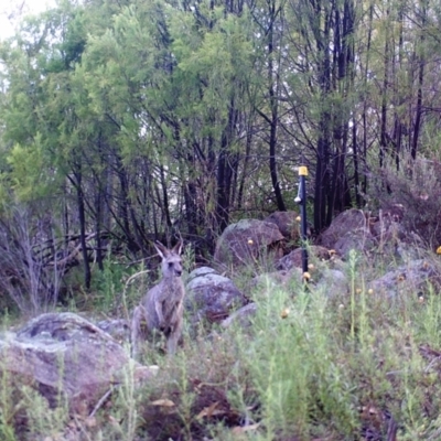 Macropus giganteus (Eastern Grey Kangaroo) at Kambah, ACT - 26 Mar 2022 by MountTaylorParkcareGroup