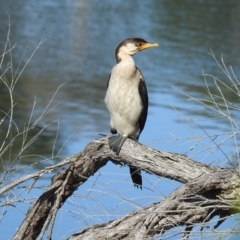 Microcarbo melanoleucos (Little Pied Cormorant) at Mallacoota, VIC - 26 Apr 2023 by GlossyGal