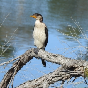 Microcarbo melanoleucos at Mallacoota, VIC - 26 Apr 2023