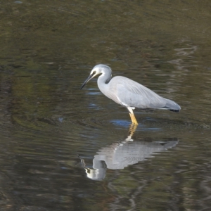 Egretta novaehollandiae at Mallacoota, VIC - 24 Apr 2023