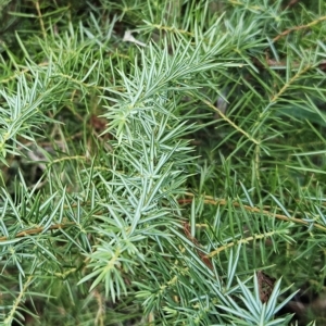 Juniperus communis at Weetangera, ACT - 2 May 2023