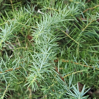 Juniperus communis (Juniper) at The Pinnacle - 2 May 2023 by sangio7