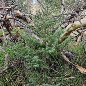 Juniperus communis at Weetangera, ACT - 2 May 2023