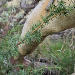 Juniperus communis at Weetangera, ACT - 2 May 2023