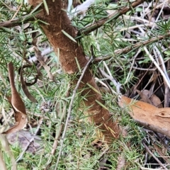 Juniperus communis at Weetangera, ACT - 2 May 2023