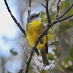 Eopsaltria australis (Eastern Yellow Robin) at Mallacoota, VIC - 27 Apr 2023 by GlossyGal