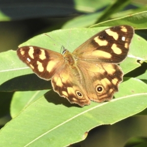 Heteronympha banksii at Mallacoota, VIC - 24 Apr 2023