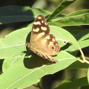 Heteronympha banksii at Mallacoota, VIC - 24 Apr 2023