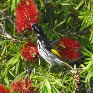 Phylidonyris novaehollandiae at Mallacoota, VIC - 24 Apr 2023