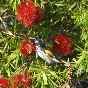 Phylidonyris novaehollandiae at Mallacoota, VIC - 24 Apr 2023