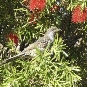 Anthochaera chrysoptera at Mallacoota, VIC - 24 Apr 2023