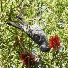 Anthochaera chrysoptera at Mallacoota, VIC - 24 Apr 2023