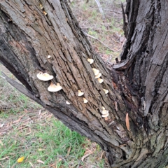 Truncospora ochroleuca at Fyshwick, ACT - 2 May 2023 by abread111