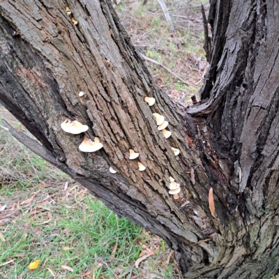 Truncospora ochroleuca at Fyshwick, ACT - 2 May 2023 by abread111