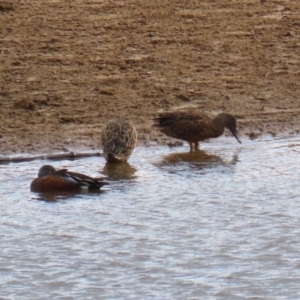 Spatula rhynchotis at Paddys River, ACT - 2 May 2023