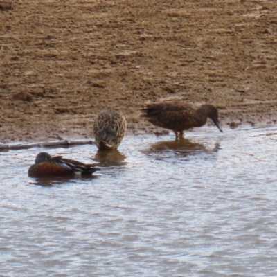 Spatula rhynchotis (Australasian Shoveler) at Lanyon - northern section - 2 May 2023 by RodDeb