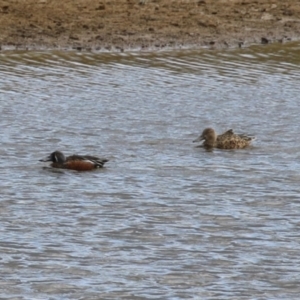 Spatula rhynchotis at Paddys River, ACT - 2 May 2023