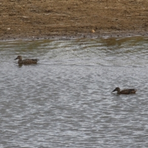 Spatula rhynchotis at Paddys River, ACT - 2 May 2023