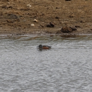 Spatula rhynchotis at Paddys River, ACT - 2 May 2023