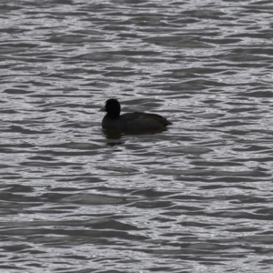 Fulica atra at Paddys River, ACT - 2 May 2023