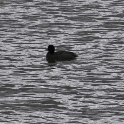 Fulica atra (Eurasian Coot) at Lanyon - northern section A.C.T. - 2 May 2023 by RodDeb