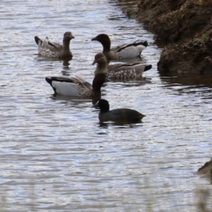 Fulica atra at Paddys River, ACT - 2 May 2023