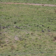 Fulica atra at Paddys River, ACT - 2 May 2023